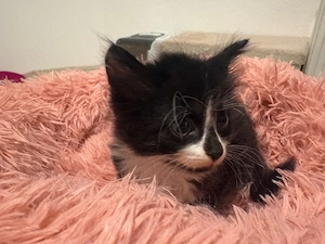 don Sphinx Kitten 