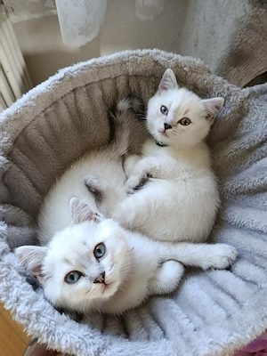 BKH Kätzchen (2 Kater) abgabebereit 