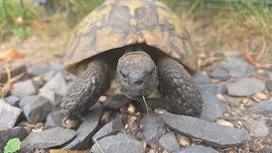THB Weibchen gesucht Landschildkröte