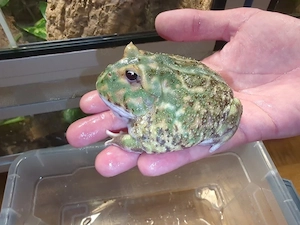 1,0 Ceratophrys cranwelli CB25 Mutant Schmuckhornfrosch