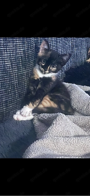 Kleine Prinzessin sucht liebevolles Zuhause