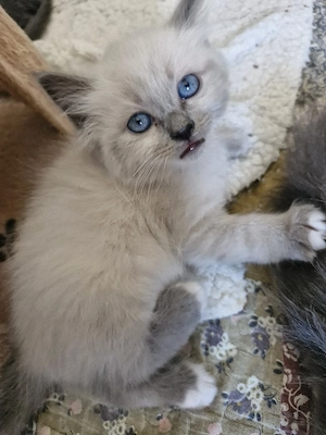 Heilige Birma Kitten  Snowshoe