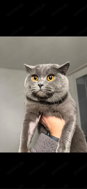 lieber ruhiger kater sucht neues zuhause