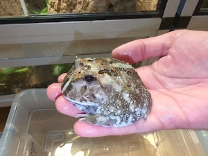 1,0 Ceratophrys cranwelli CB25 Mutant Schmuckhornfrosch