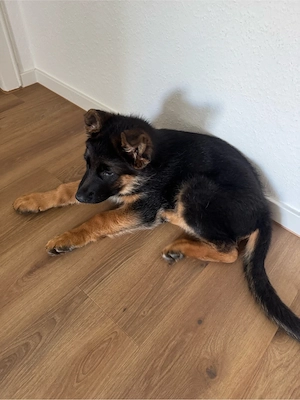 deutscher schäferhund welpe