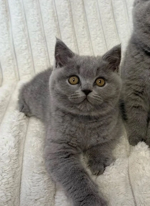 british kurzhaar kitten