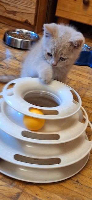 BKH  Kitten 