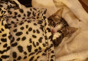 Baby katze for sell 