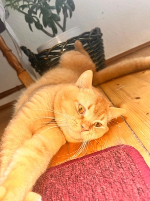BKH Deckkater mit Stammbaum sucht nette Dame:)