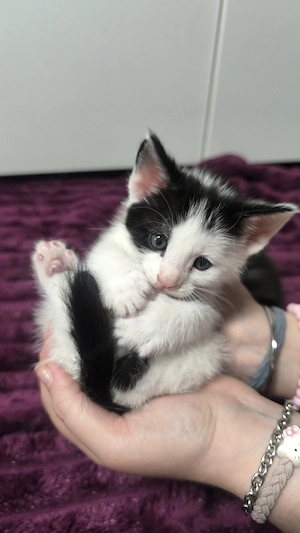 Zwei süße Mix Maine Coon Mischlinge Kitten abzugeben Bild 4