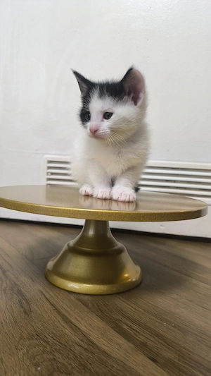 Zwei süße Mix Maine Coon Mischlinge Kitten abzugeben Bild 2