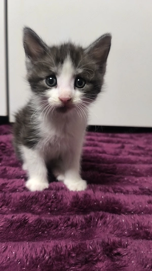 Zwei süße Mix Maine Coon Mischlinge Kitten abzugeben Bild 3