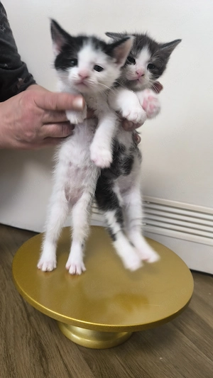 Zwei süße Mix Maine Coon Mischlinge Kitten abzugeben Bild 6