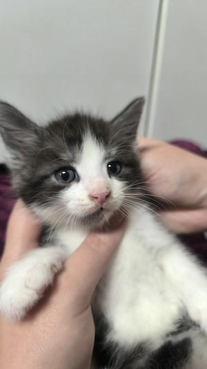 Zwei süße Mix Maine Coon Mischlinge Kitten abzugeben Bild 5