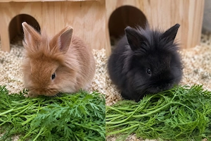    Zwei liebevolle Böckchen suchen ein neues Zuhause   