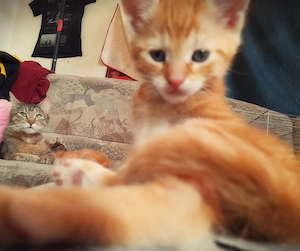 katzen abzugeben