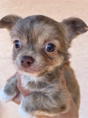 Noch zwei Chihuahua Welpen suchen ihre Familie