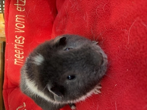 US Teddy Mädel Blau-Weiß 