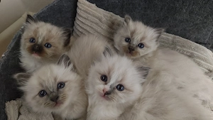 süsse Birma Ragdoll Kitten, Kätzchen