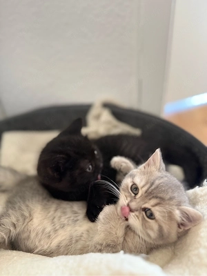 2 British Shorthair Mädchen   12 Wochen   entwurmt   verspielt & verschmust