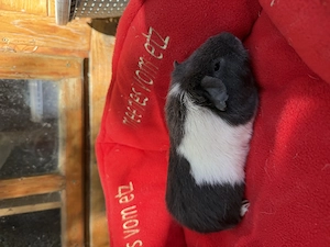 US Teddy Meerschwein 