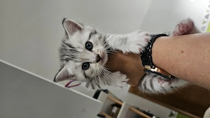 Baby Katze BKH