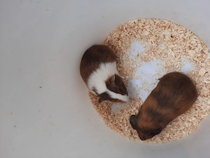 Junge Meerschweinchen Böckchen 