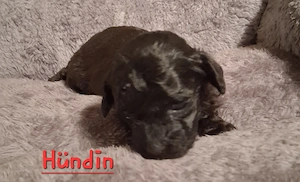 Maltipoo-Welpen auf der Suche 