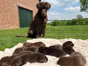 Reinrassige Labrador Welpen vom Bauernhof