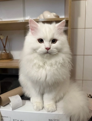 Zwei süße Katzenmädchen suchen gemeinsam ein liebevolles Zuhause