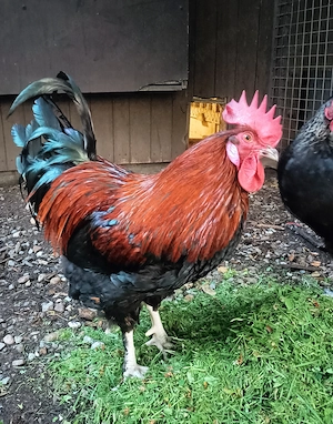 Marans Mix Hahn Hühner Henne 