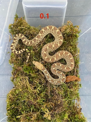 Pituophis catenifer affinis reine Marathon Texas, Gophernatter