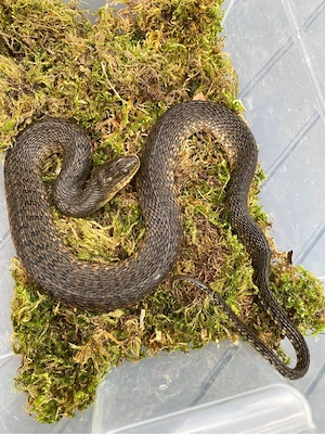 0.1 Nerodia floridana adult