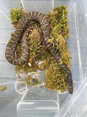 0.1 Nerodia fasciata adult