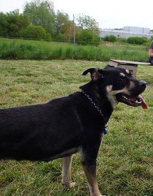 Amerikanische Bulldoge weißer Schäferhund mix 