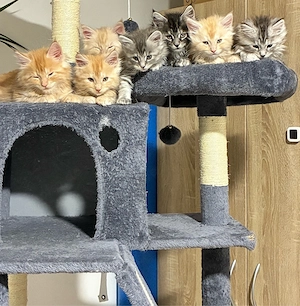Maine Coon Babys 