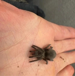 Vogelspinnen Eupalaestrus Arten