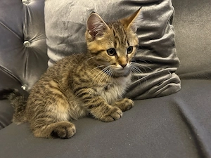 bkh maine coon mix baby 
