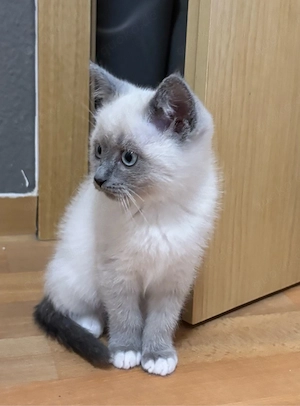 Siam BKH Kitten