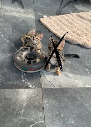 bengal kitten 