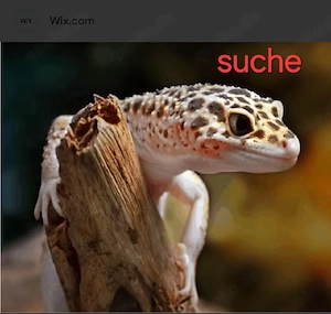 Suche Leopardgeckos