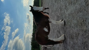Gesunder Clydesdale Wallach mit 1 blauen Auge Bild 16