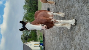 Gesunder Clydesdale Wallach mit 1 blauen Auge Bild 10