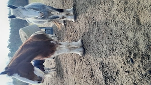 Gesunder Clydesdale Wallach mit 1 blauen Auge Bild 15