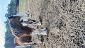 Gesunder Clydesdale Wallach mit 1 blauen Auge Bild 21