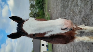 Gesunder Clydesdale Wallach mit 1 blauen Auge Bild 3