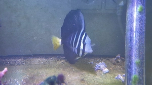 Meerwasser Zebrasoma velifer Pazifischer Segelflossendoktor 