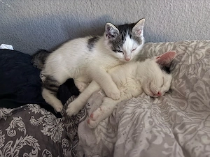 2 Babykatzen Geschwister abzugeben