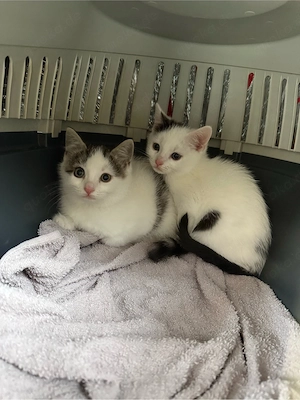 2 Babykatzen Geschwister abzugeben Bild 2