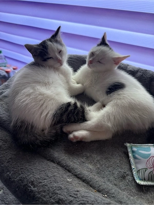 2 Babykatzen Geschwister abzugeben Bild 3